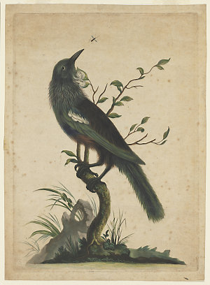 The Poa Bird, 1776 / Robert Laurie