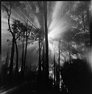 File 51: Blue Gum Forest, 1950s / photographed by Max D...