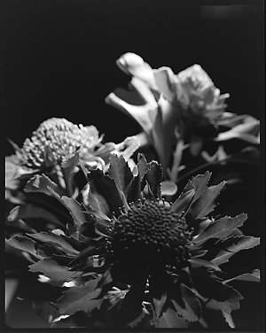 File 19: Waratahs and moon, October 1983 / photographed...