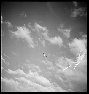 File 06: Gull in flight, [1930s-1955] / photographed by...