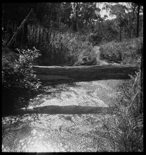 File 25: Bush idyll at noon, 1940s / photographed by Ma...