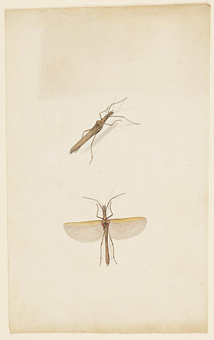 Insects watercolours, ca. 1790s