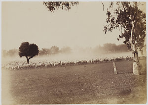 Photographs chiefly of Moree and surrounding areas, and...