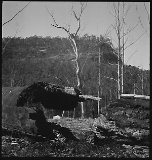 File 17: After bushfire, somewhere in NSW [New South Wa...