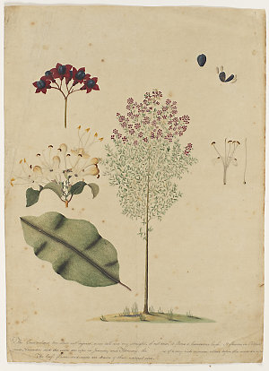 Series 02: Flora of New South Wales, ca. 1790s