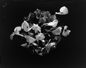 File 17: Orchid, 1930-1990 / photographed by Max Dupain