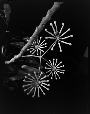 File 17: Firewheel Tree flower, April 1983 / photograph...