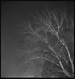File 25: Bowral, 'Green Gate', June 1941 / photographed...