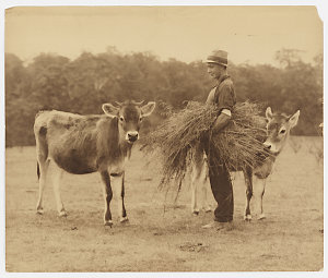 Photographs taken in Australia and New Zealand / Walter...