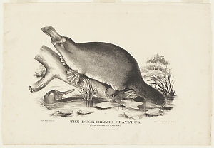[The Mammals of Australia], 1869 / prints by Helena For...