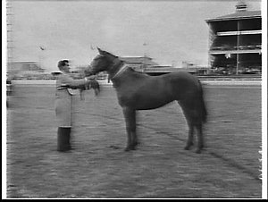 Champion thoroughbred mare at the 1959 Royal Easter Sho...
