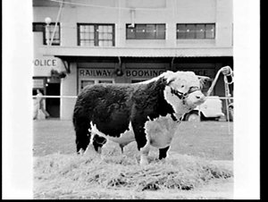 Champion bulls, Royal Easter Show 1967, Sydney Showgrou...