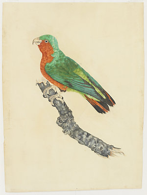 Unidentified parrot / Thomas Lewin