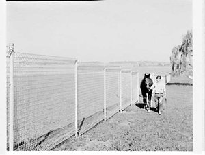 ARC Engineering Cyclone steel mesh fencing, St.Ives and...
