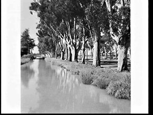 Irrigation channel or creek (?), Leeton-Griffith area