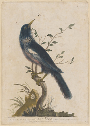 The Poa Bird, 1784 / Robert Laurie