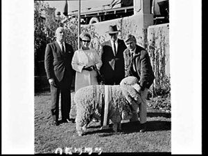 Champion sheep at the Sheep Show 1967, Sydney Showgroun...