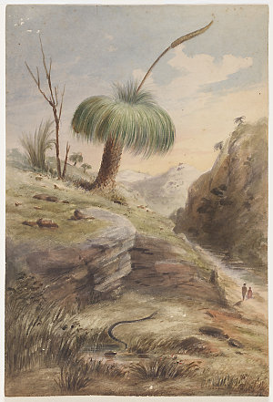 Grass tree, South Australia a view / Samuel Thomas Gill
