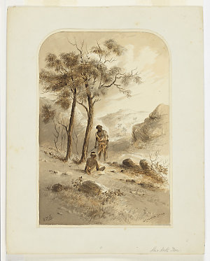 Sheoak tree [a view], 1800-1899 / Samuel Thomas Gill