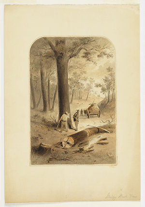Stringy Bark, 1800-1899 / Samuel Thomas Gill