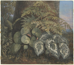 [Plant study], 1877 / by W. Bennett