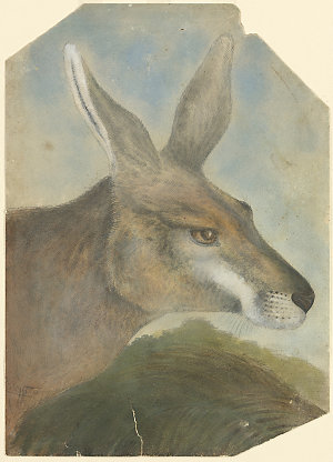 [Kangaroo Head] / by Gerard Krefft, 1861