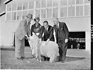 Grand champion merinos, 1964 Sydney Sheep Show