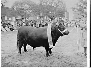 Cattle-judging, opening day of the Royal Easter Show