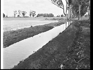 Rice paddy field before flooding, Leeton-Griffith area