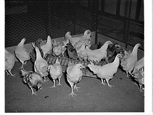 Chickens, Hawkesbury Agricultural College