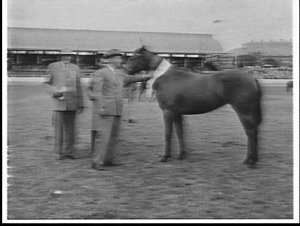 Champion horse at the 1959 Royal Easter Show