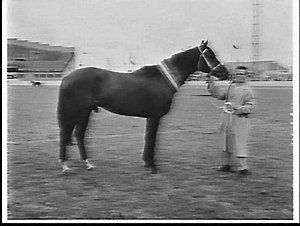 Champion thoroughbred stallion at the 1959 Royal Easter...