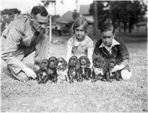Man and two children with seven spaniel puppies