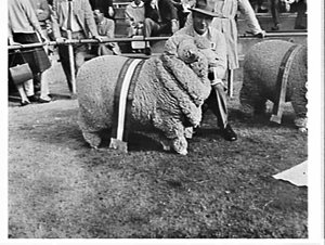 Grand champion merinos, 1963 Sydney Sheep Show