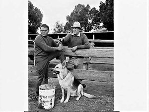 German migrant family working on a cattle station, Mudg...