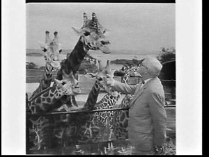 Sir Edward Hallstrom with giraffes at Taronga Park Zoo