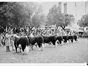 Judging cattle, Royal Easter Show 1966