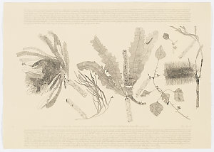 Specimens from New Holland three etchings [and artist's...
