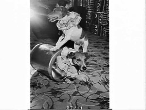 Mrs. Marie Cells' dog and monkey act
