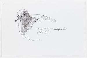Series 04: Bar-shouldered dove, 2004 / drawn by William...