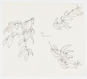 Series 68: Vines, 1968-2007 / drawn by William T. Coope...