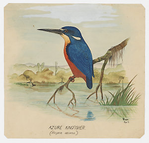 Item 03: Azure Kingfisher (Alcyone azurea), February, 1...