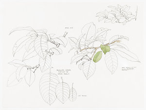 Series 38: Loose diagrams of leaf tracings, 2002-2009 /...