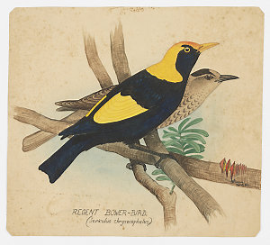 Item 04: Regent Bower-bird (Sericulus chrysocephalus), ...