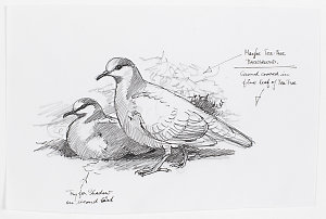 Series 12: Brush bronzewing pigeon, 1968 / drawn by Wil...