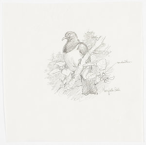 Series 42: Norfolk Island pigeon, [ca 2000-2010] / draw...
