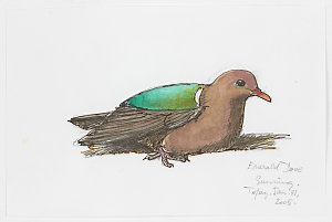 Series 24: Emerald dove, 1969-2009 / drawn by William T...