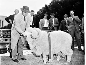 Sheep Show 1966, Sydney Showground