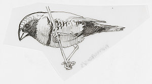 Item 2: Passerines, 1968-2012 / drawn by William T. Coo...