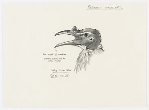 Item 4: Passerines, 1968-2012 / drawn by William T. Coo...